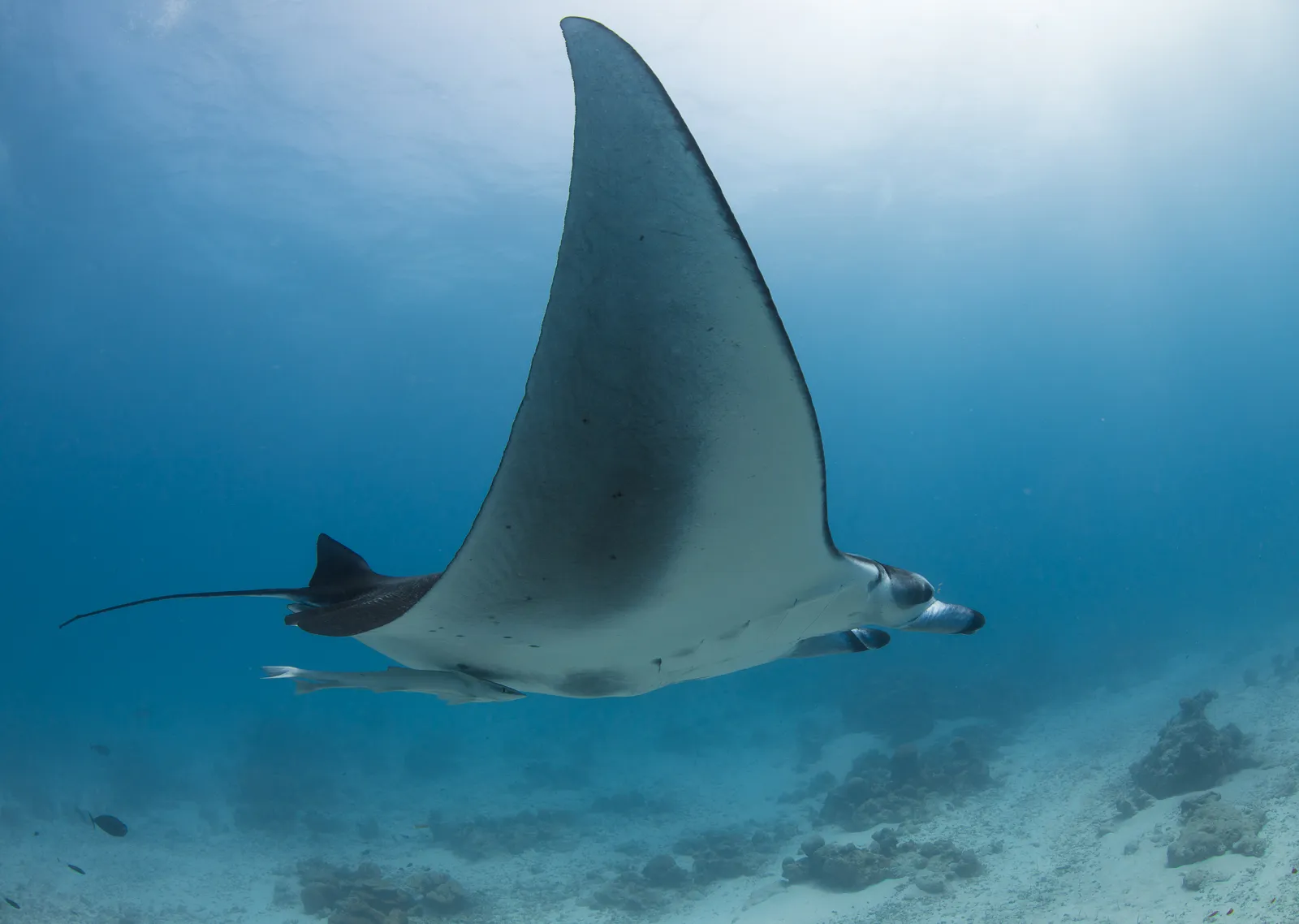 Манта парит над песчаным дном