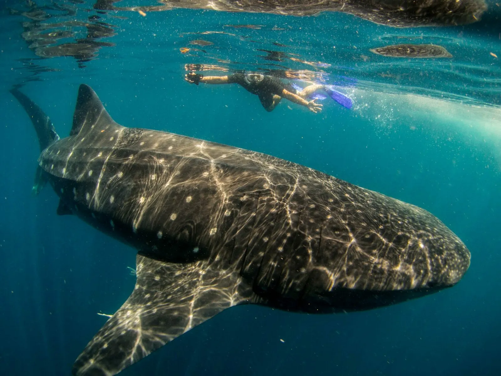 Снорклер и китовая акула у поверхности