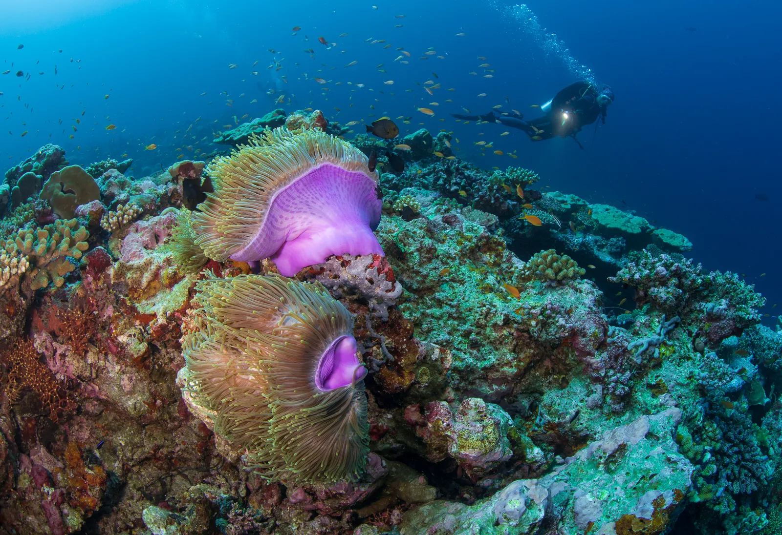 Актинии и дайвер на коралловом рифе