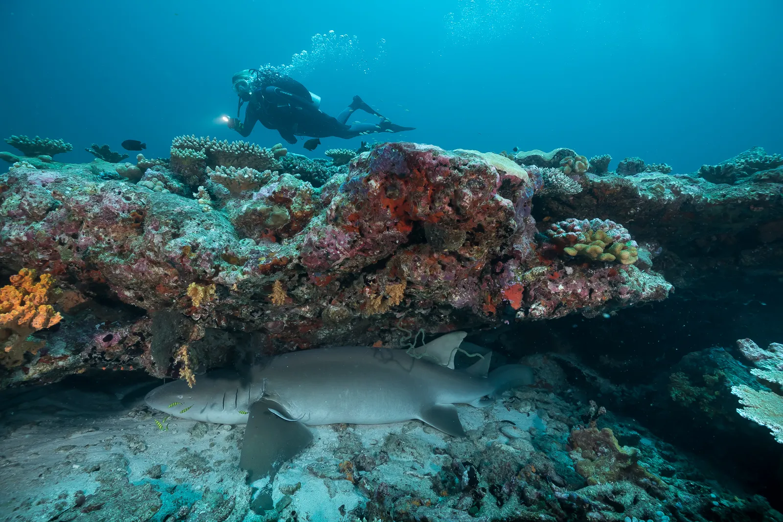 Акула-нянька под коралловым выступом