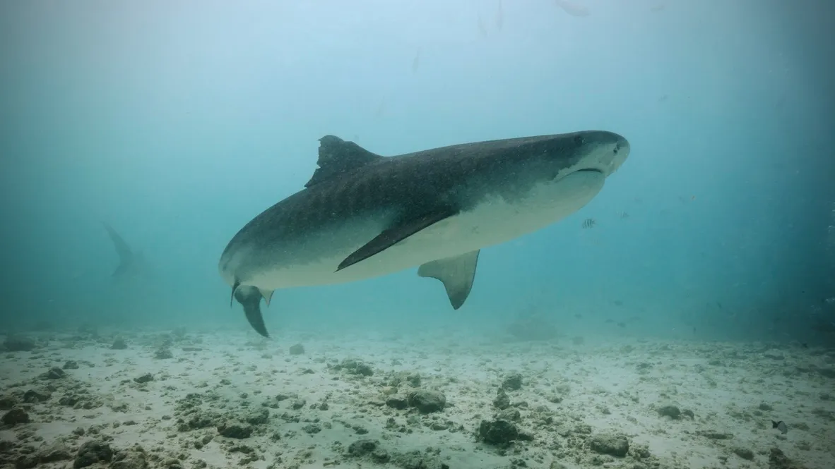 Тигровая акула над песчаным дном