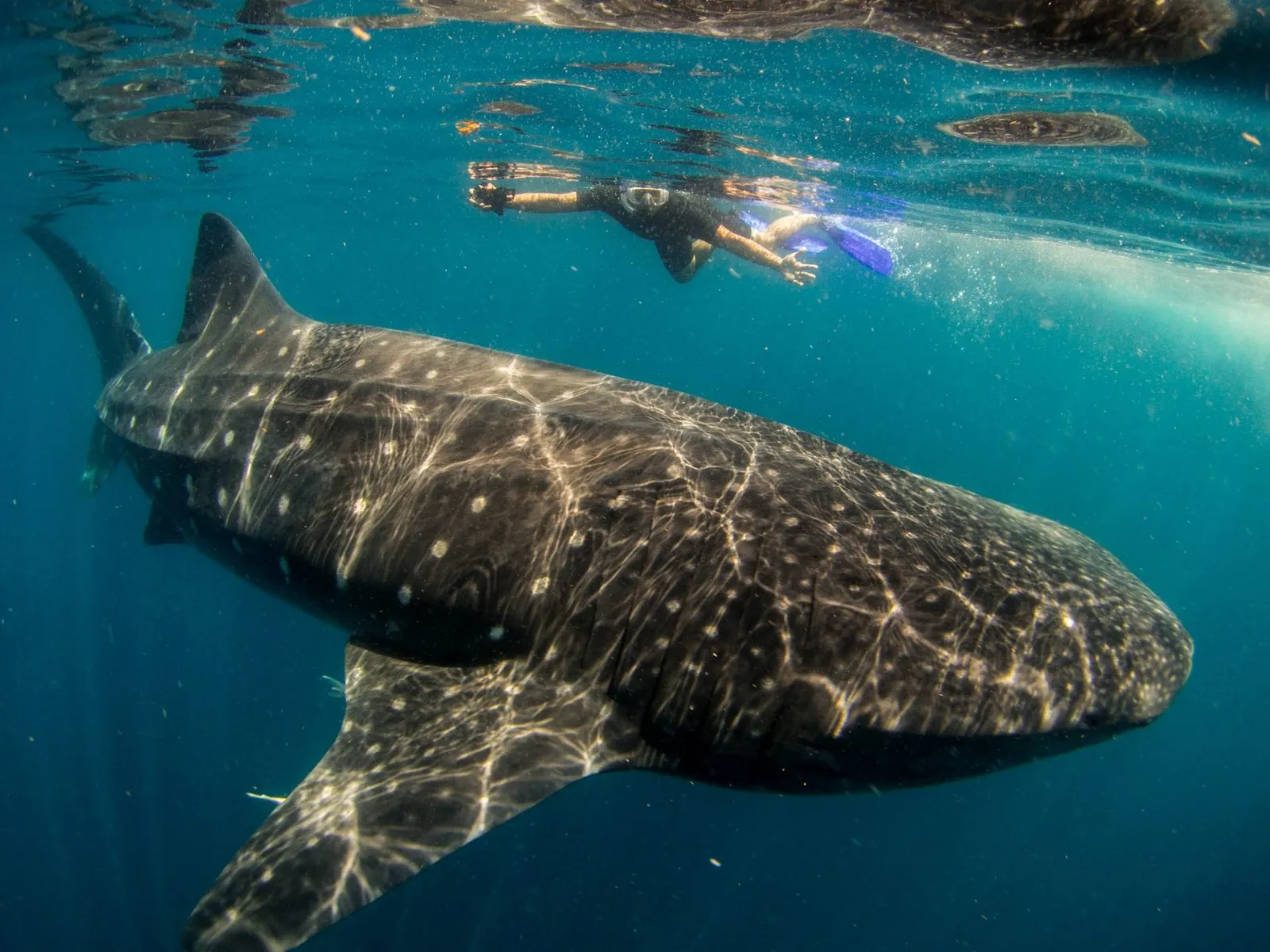 Снорклеры и дайверы плавают с мантами