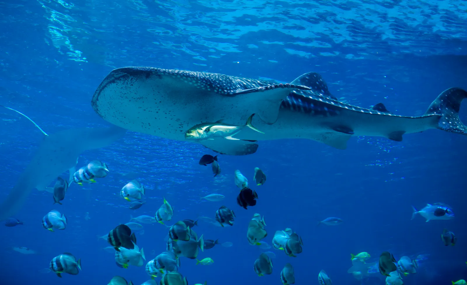 Китовая акула со стаей рыб в синей воде