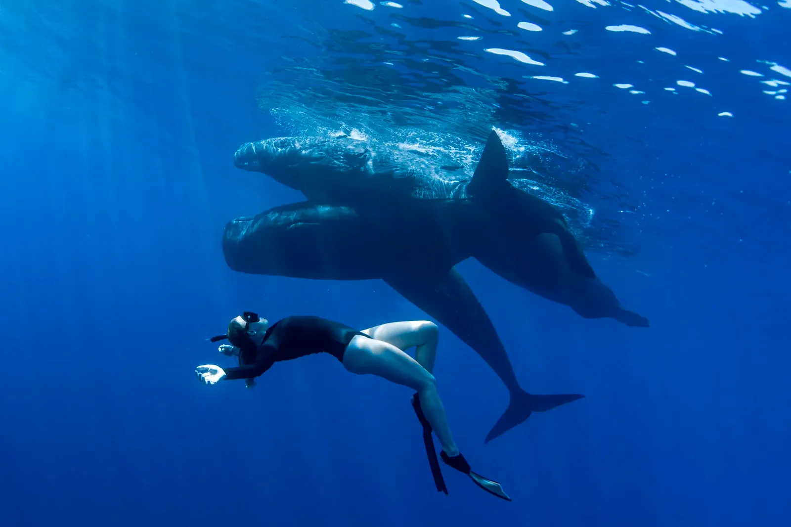 Плавание с кашалотами у Маврикия
