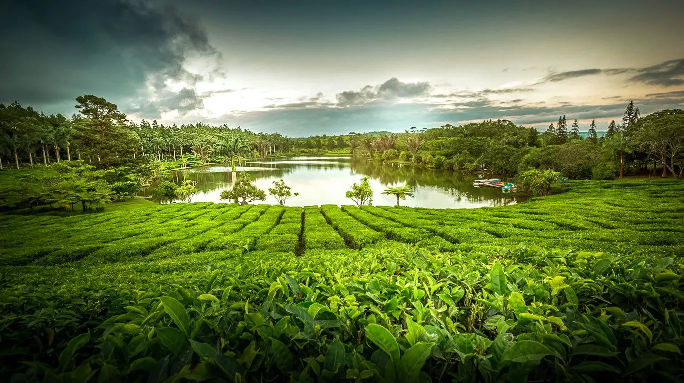 Чайные плантации Bois Cheri