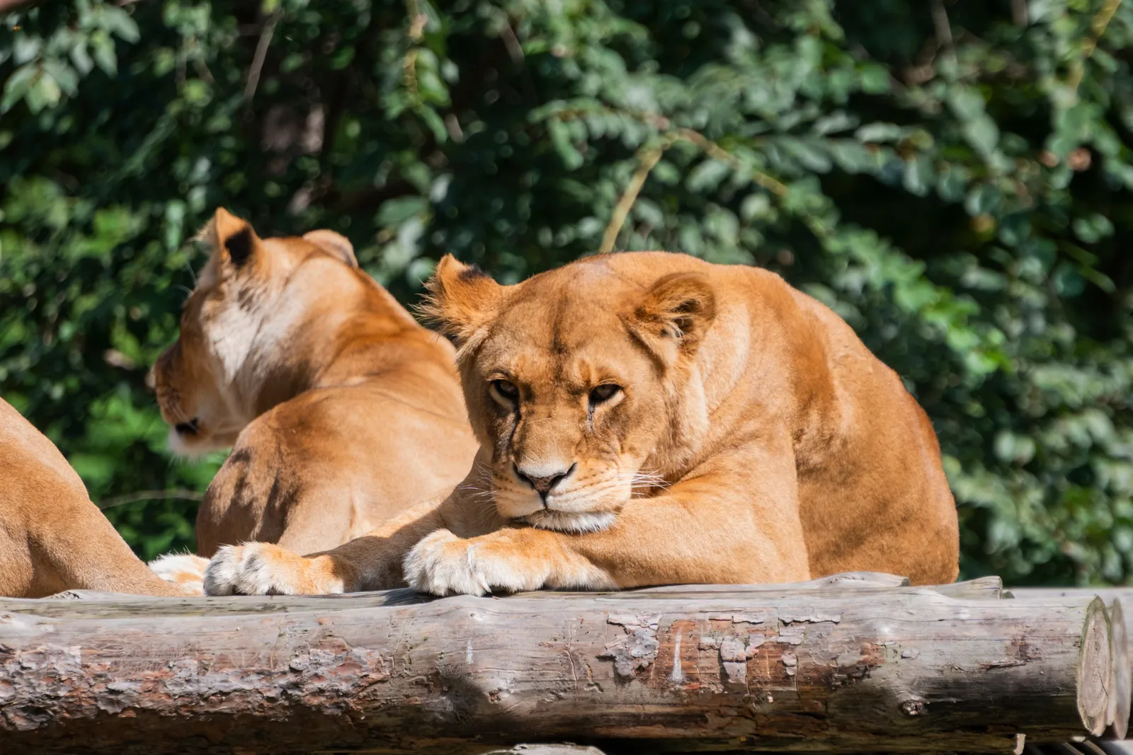 Львицы в парке Казела