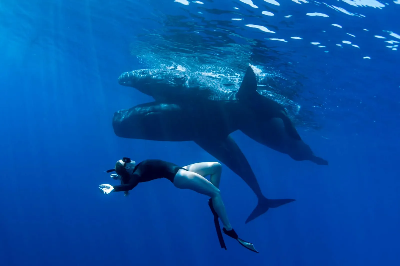 Плавание с кашалотами на Маврикии