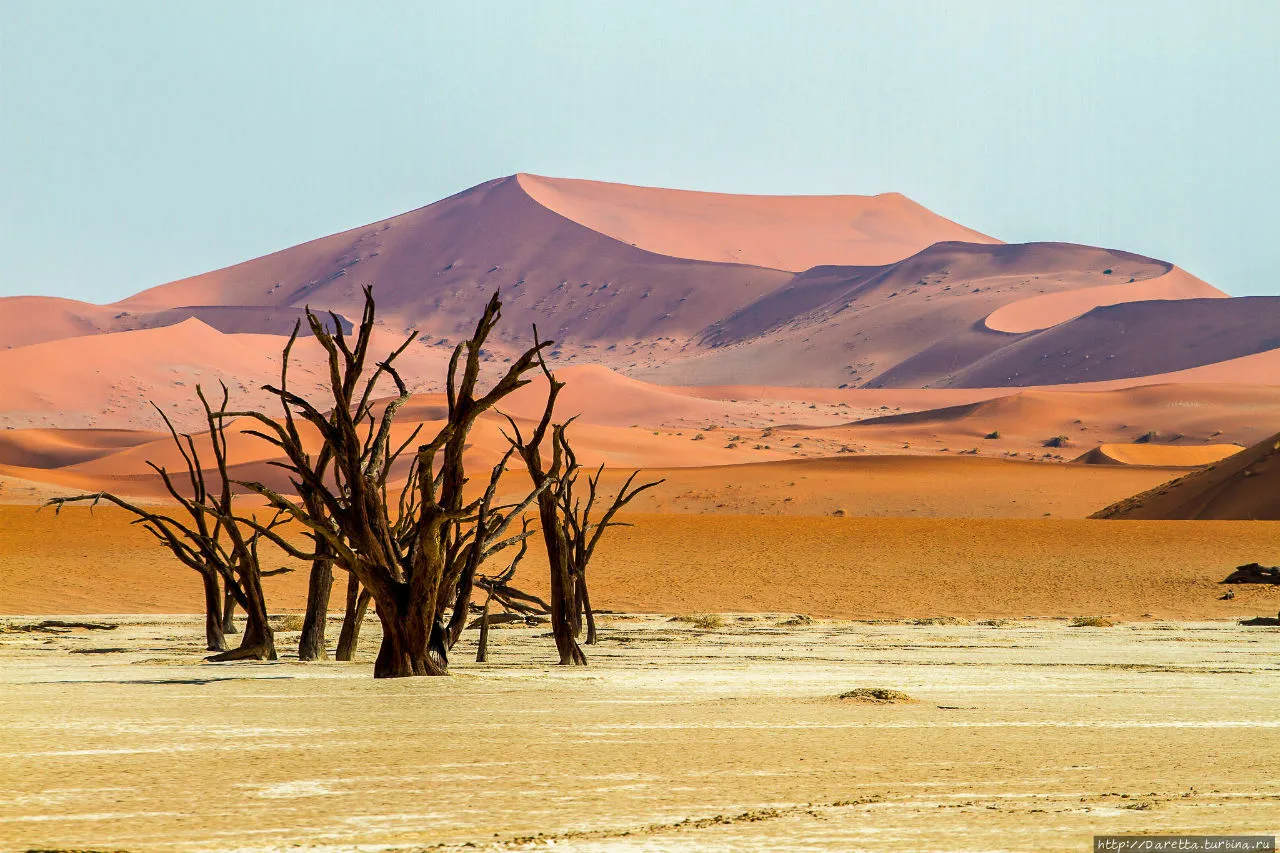 Мёртвые деревья на фоне розовых дюн Намиб