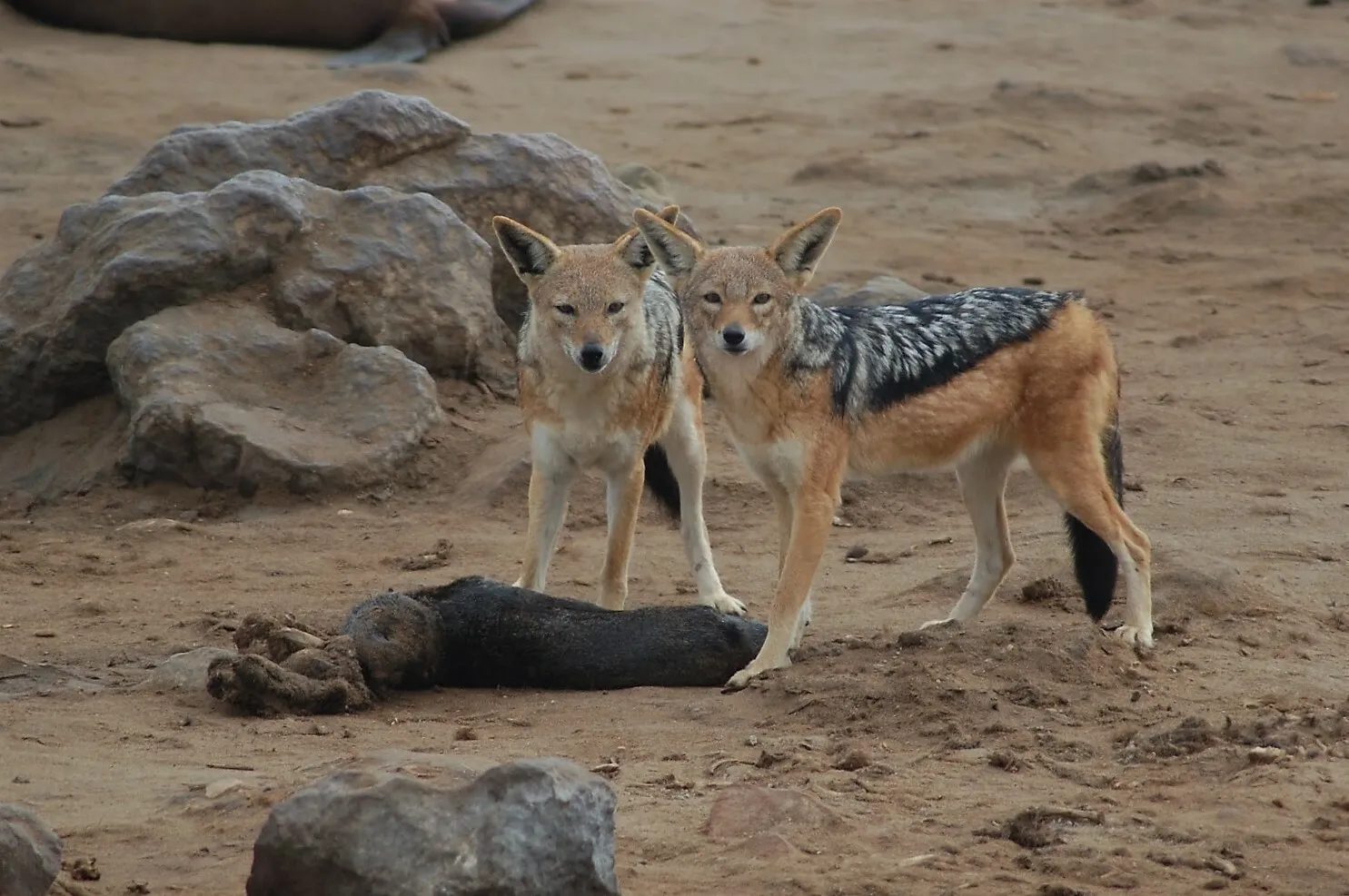 Два шакала на песчаном берегу Намибии