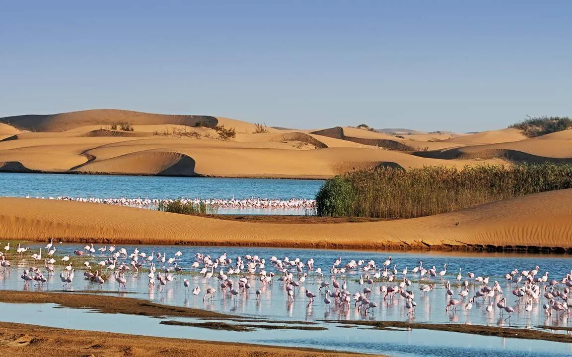 Фламинго в лагуне среди песчаных дюн