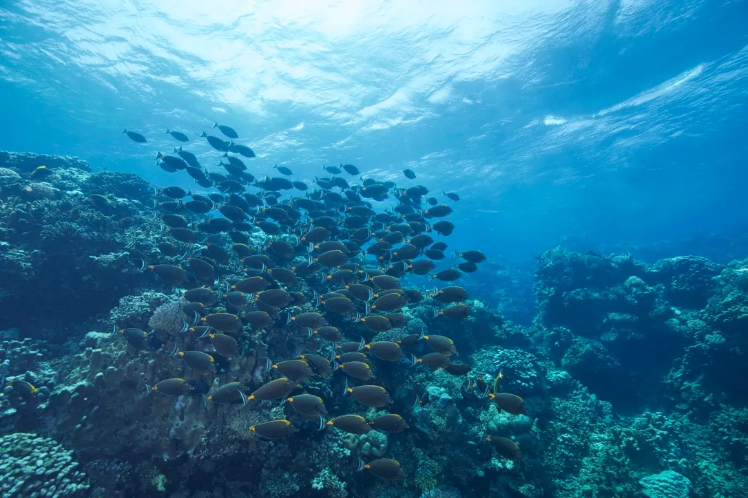 Египет — дайвинг-сафари, 1–8 октября