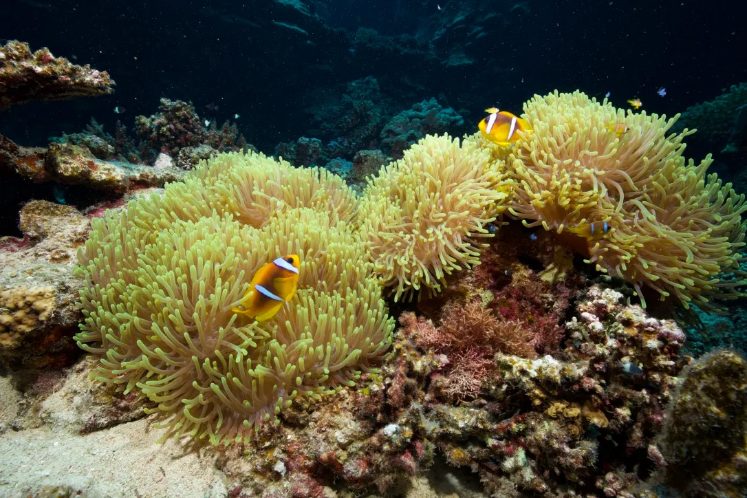 Рифовые рыбы Красного моря