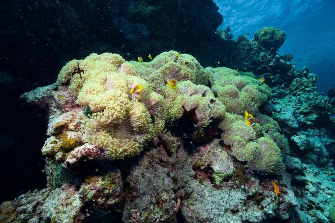 Коралловые сады южного Красного моря