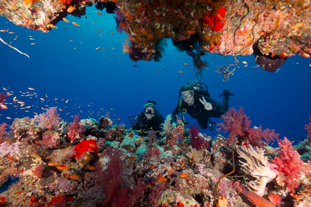 Коралловый риф снизу — Красное море