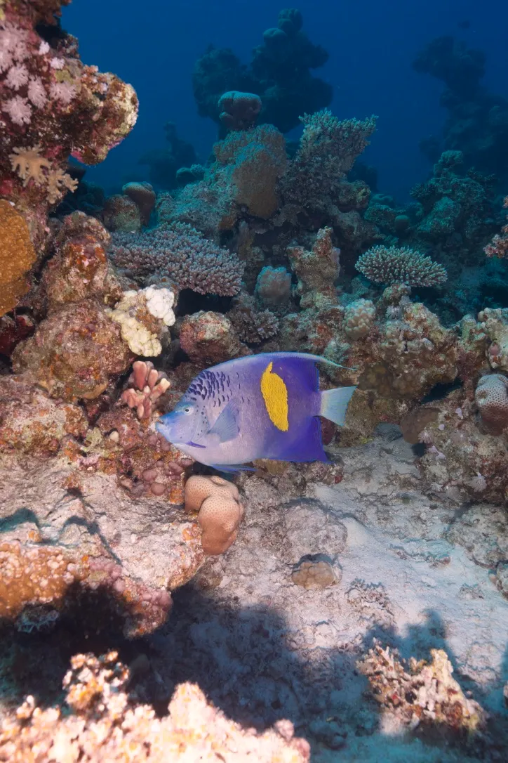 Дайвер в коралловой пещере — Красное море