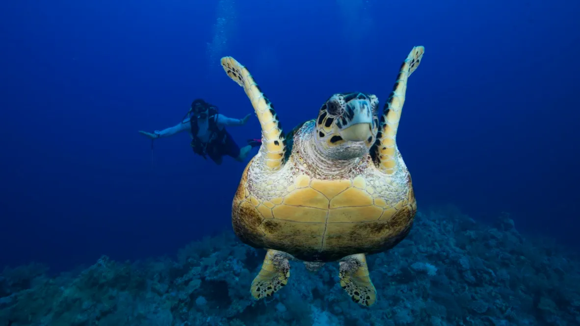 Морская черепаха крупным планом