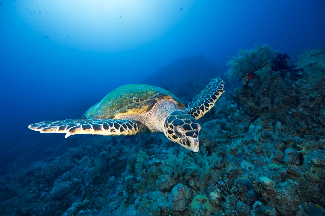 Морская черепаха над коралловым рифом