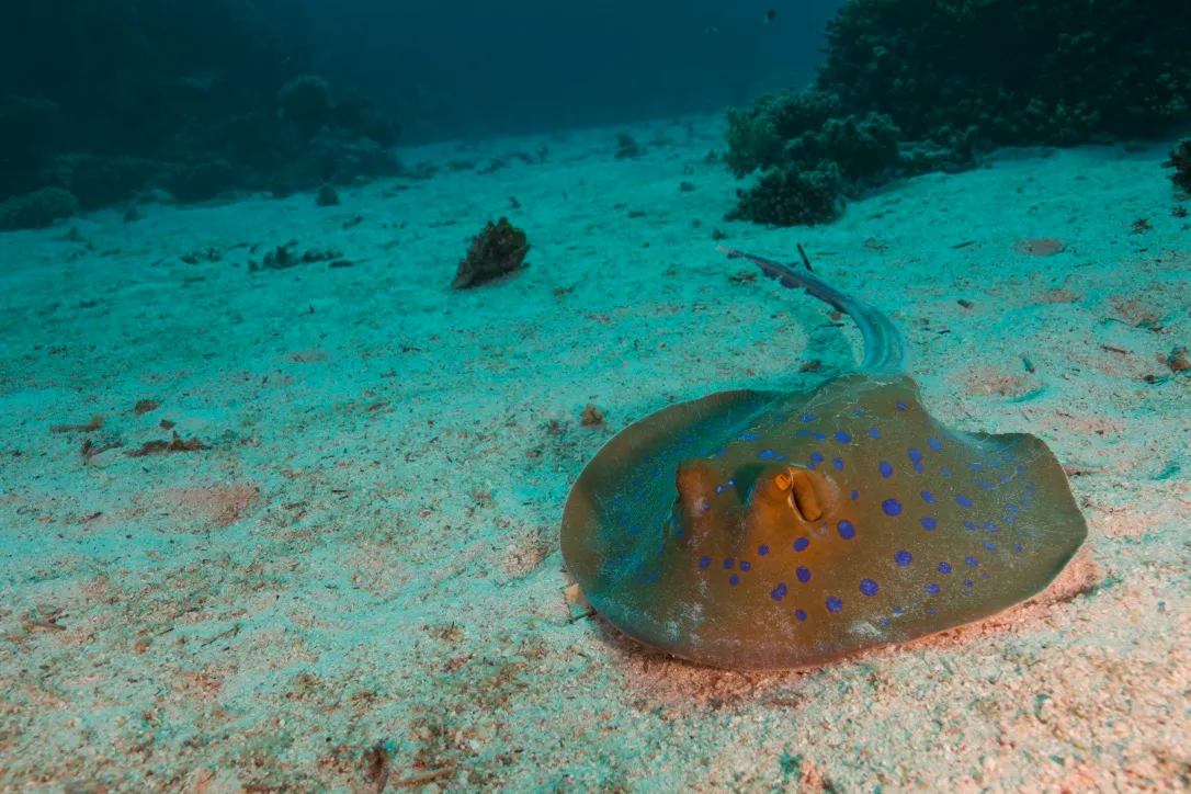 Пятнистый скат на песчаном дне