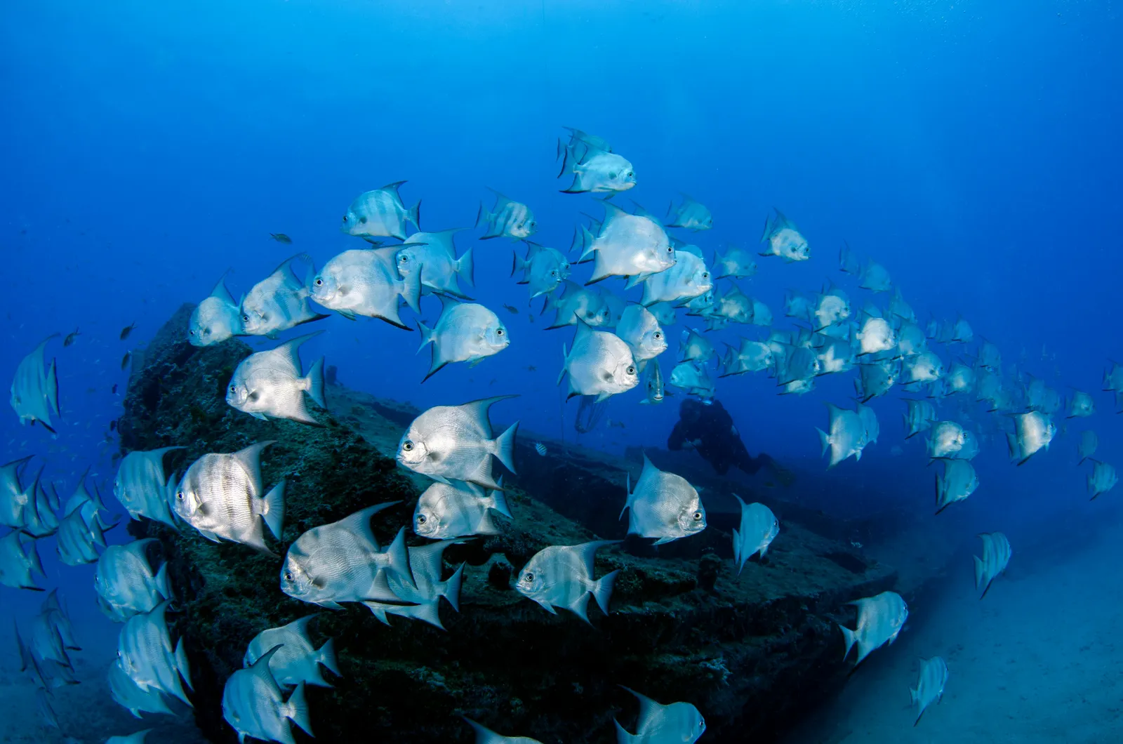Стая каранксов в голубой воде