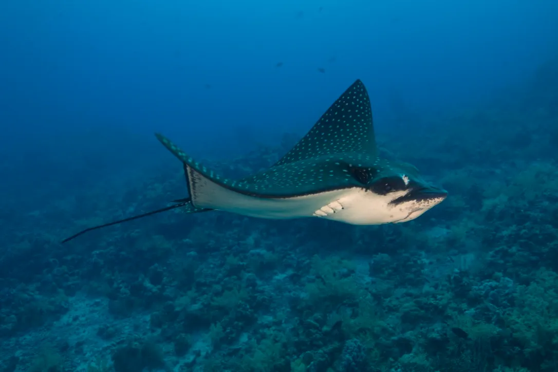 Пятнистый орляк в Красном море