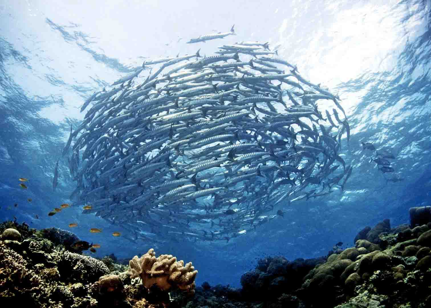 Торнадо из барракуд над коралловым рифом