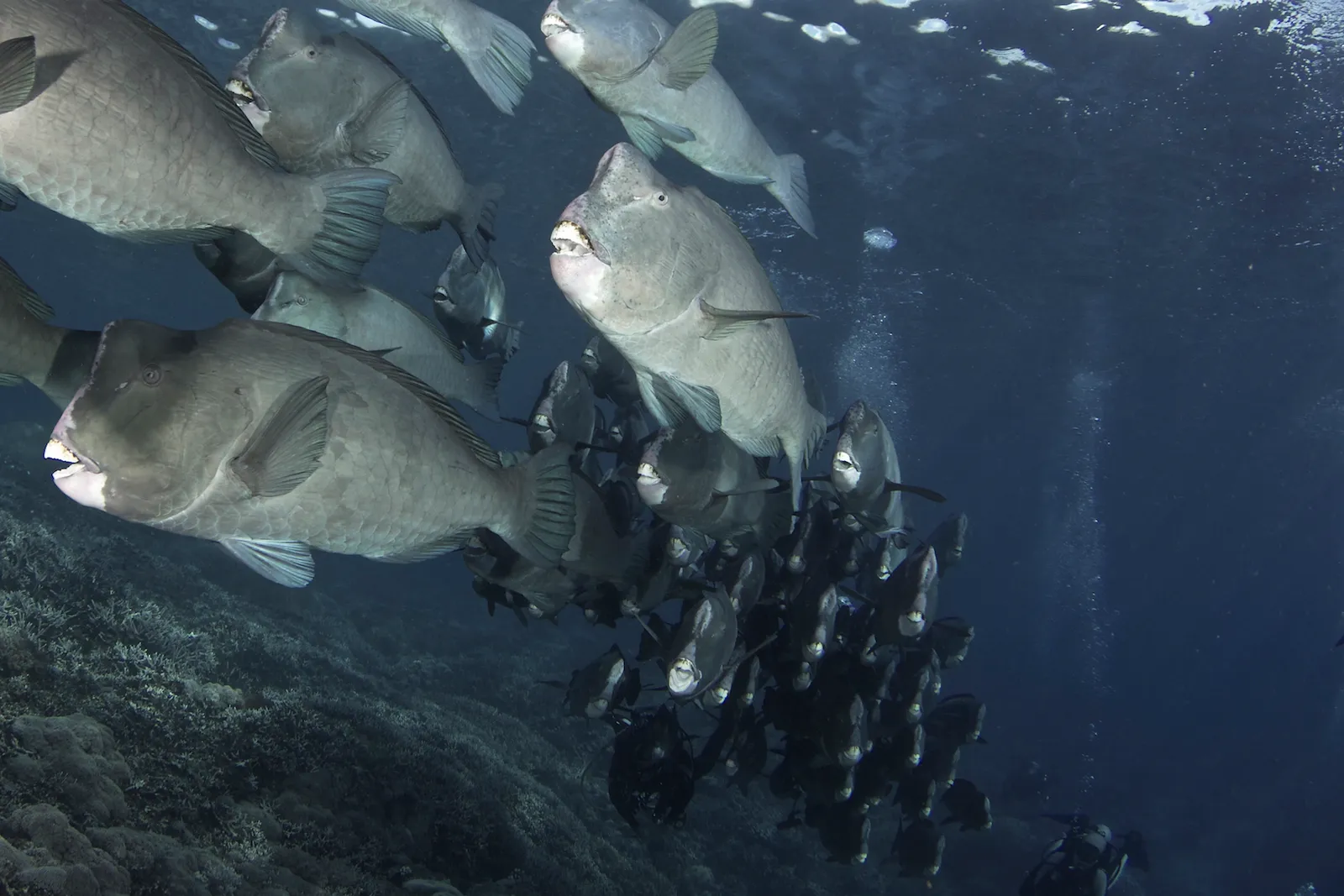 Стая рыб-попугаев Наполеон у рифа