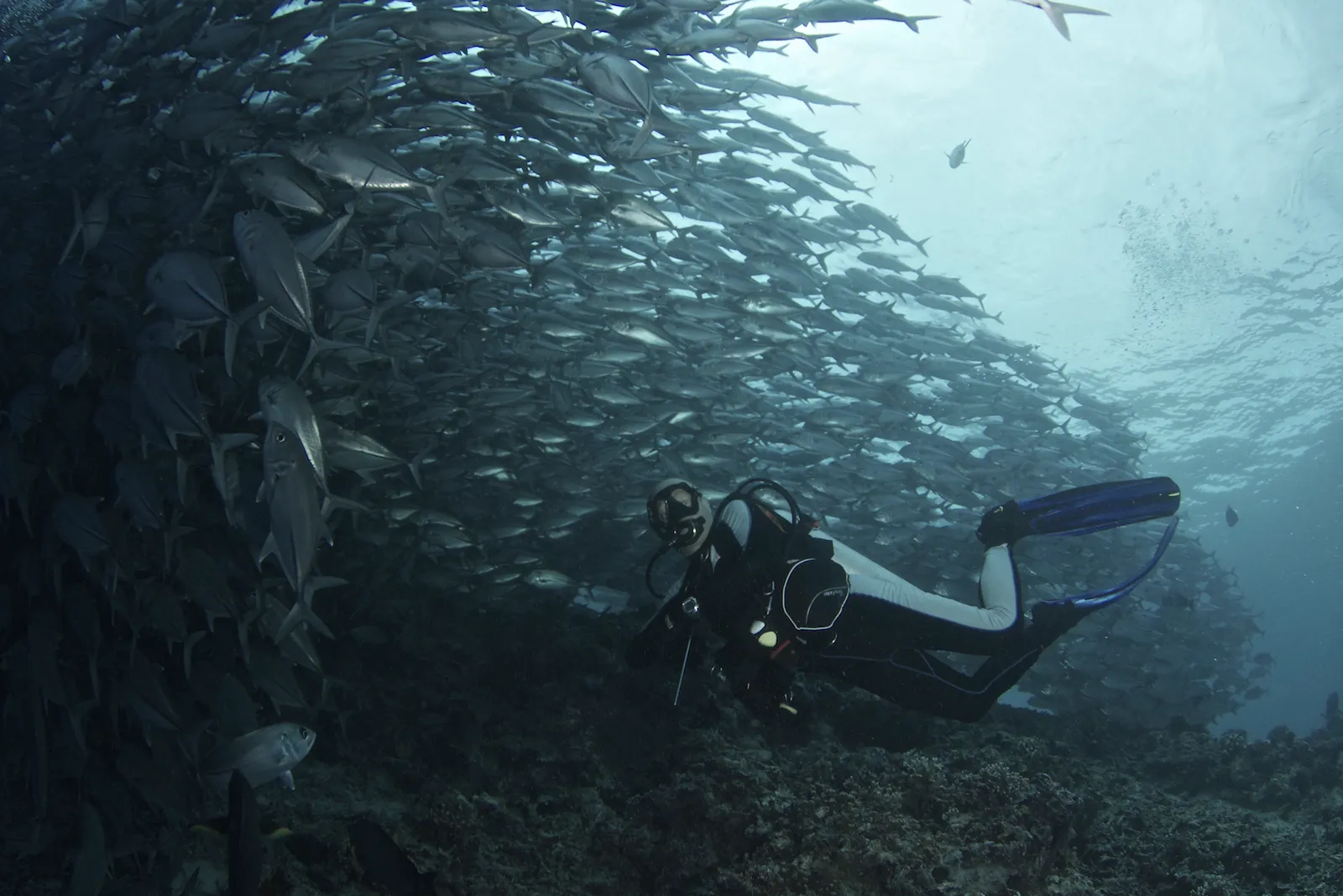 Дайвер среди гигантской стаи каранксов