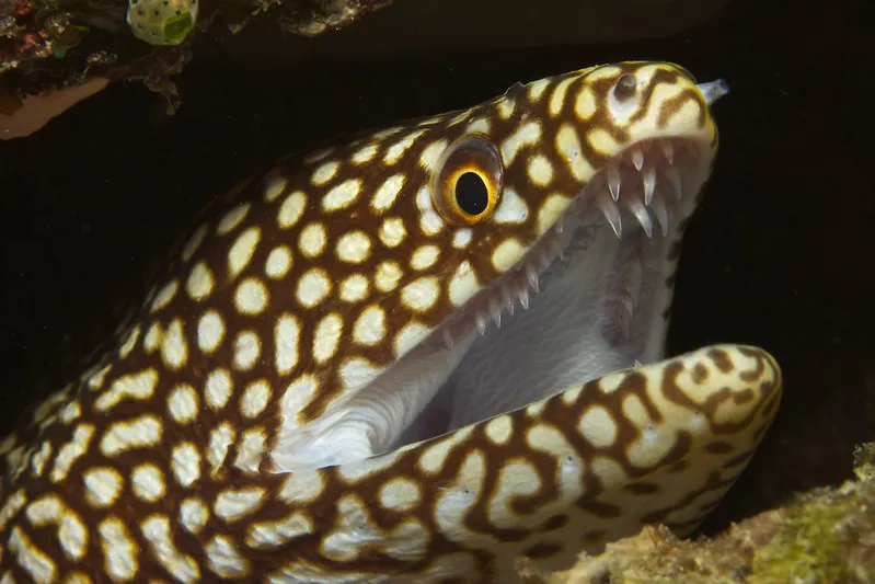 Мурена с пятнистой кожей