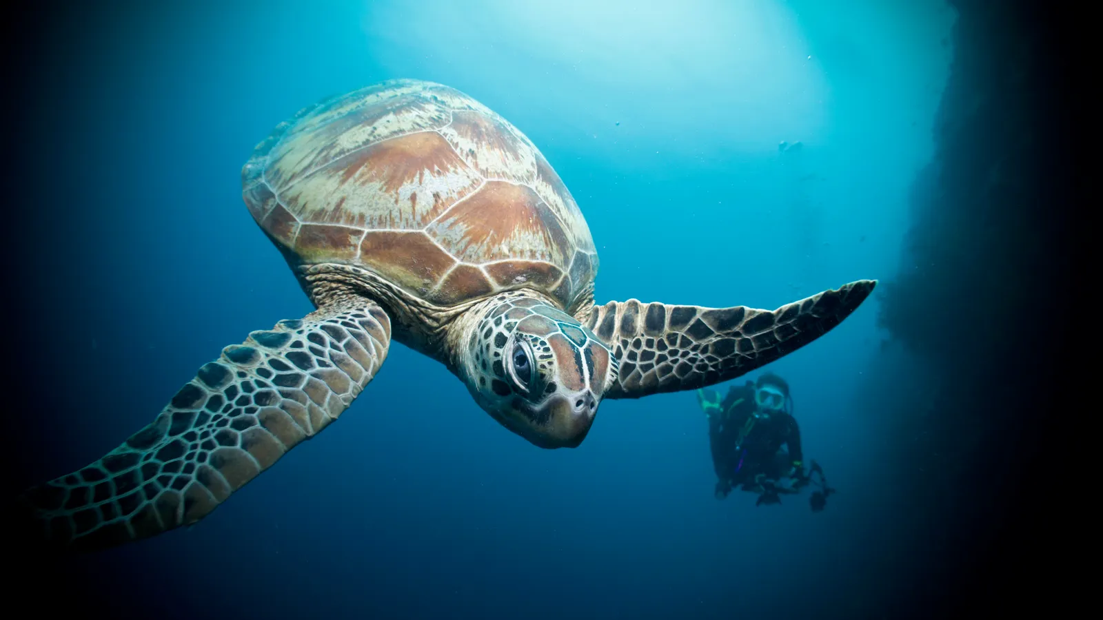 Зелёная черепаха и дайвер у Сипадана