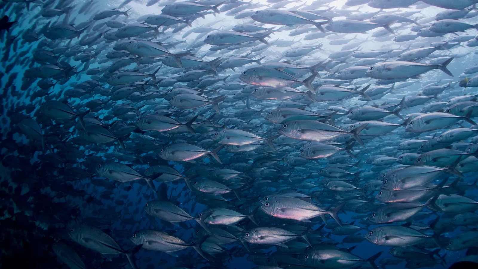 Стая каранксов у Сипадана