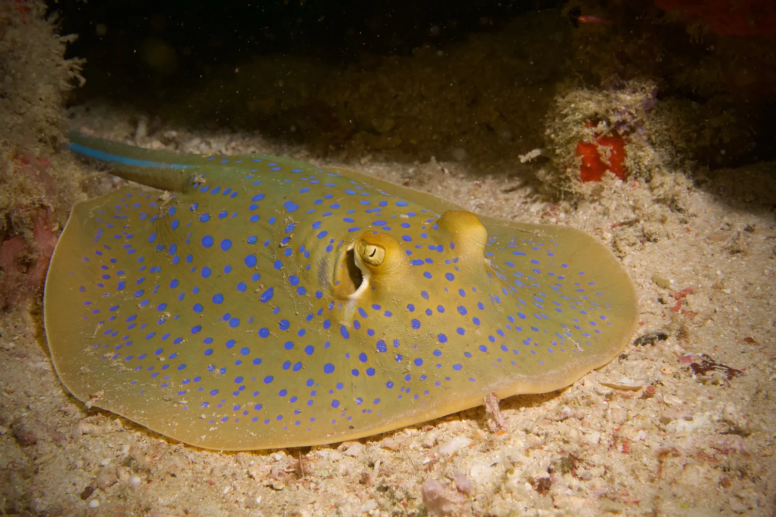 Голубопятнистый хвостокол