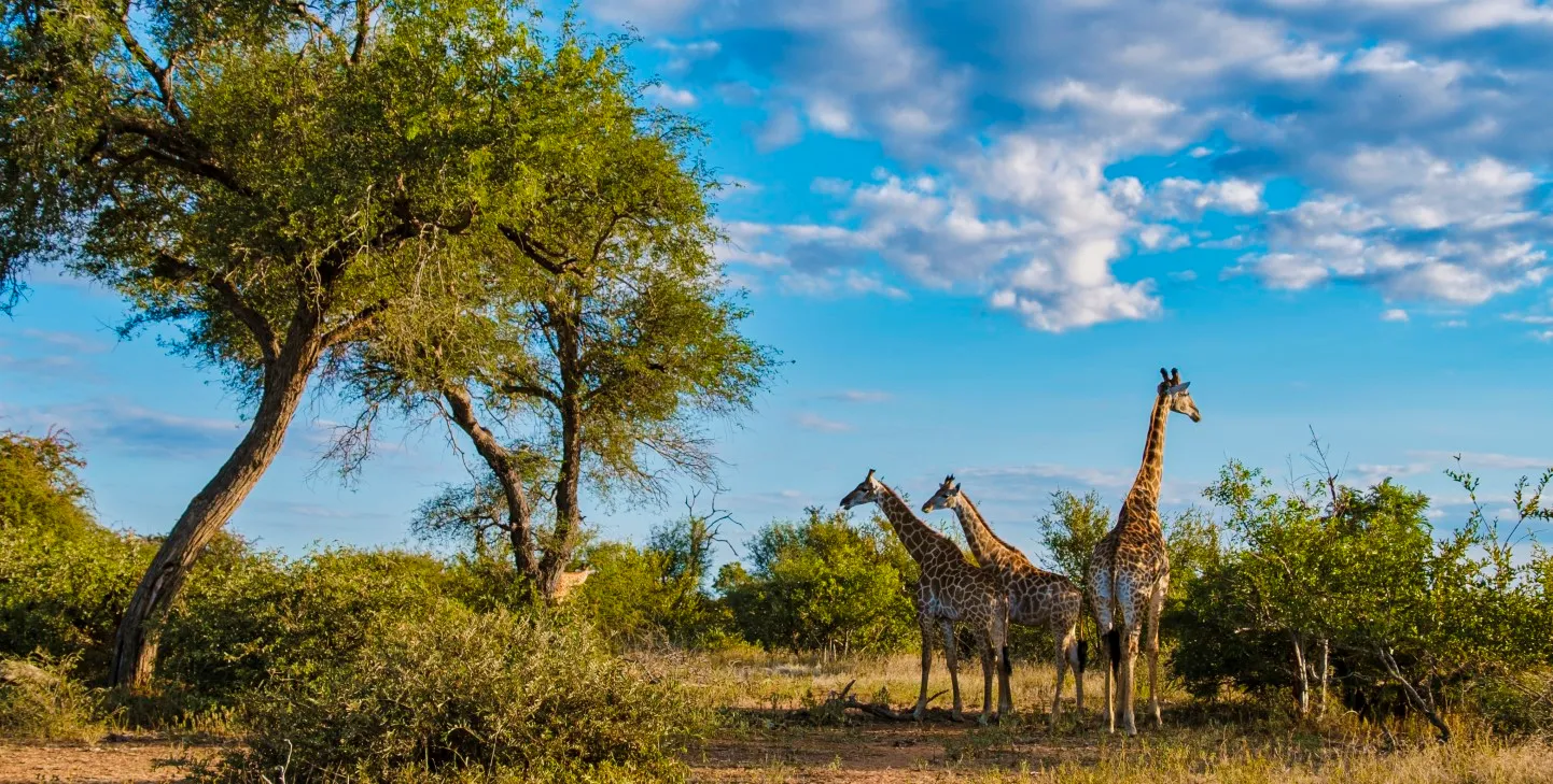 Жираф в буше национального парка Крюгера