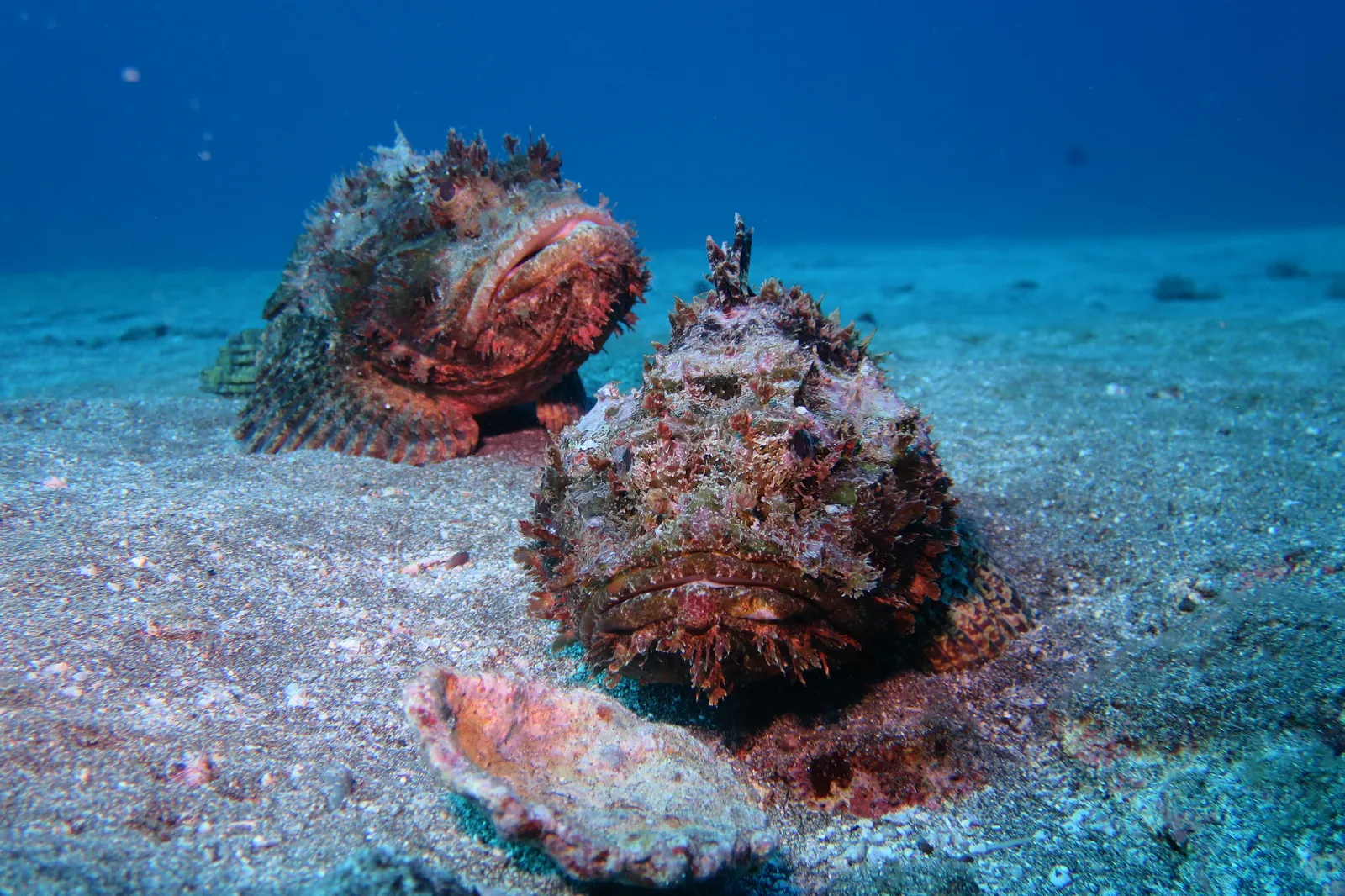 Морские обитатели на дне