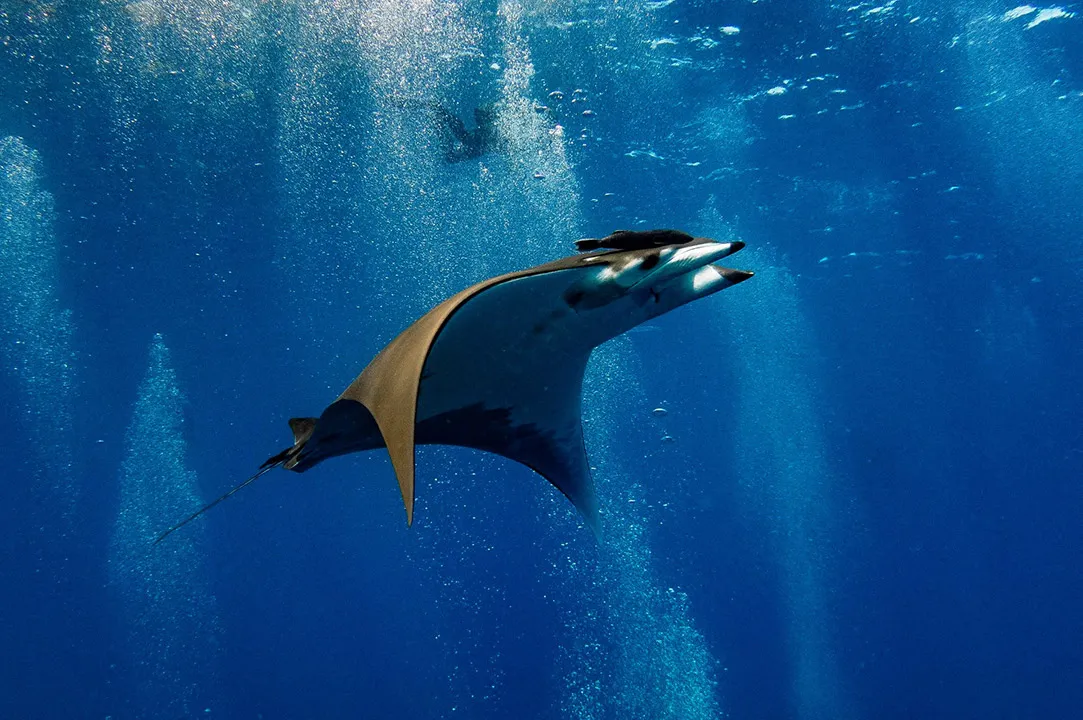 Мобула в водах Святой Елены