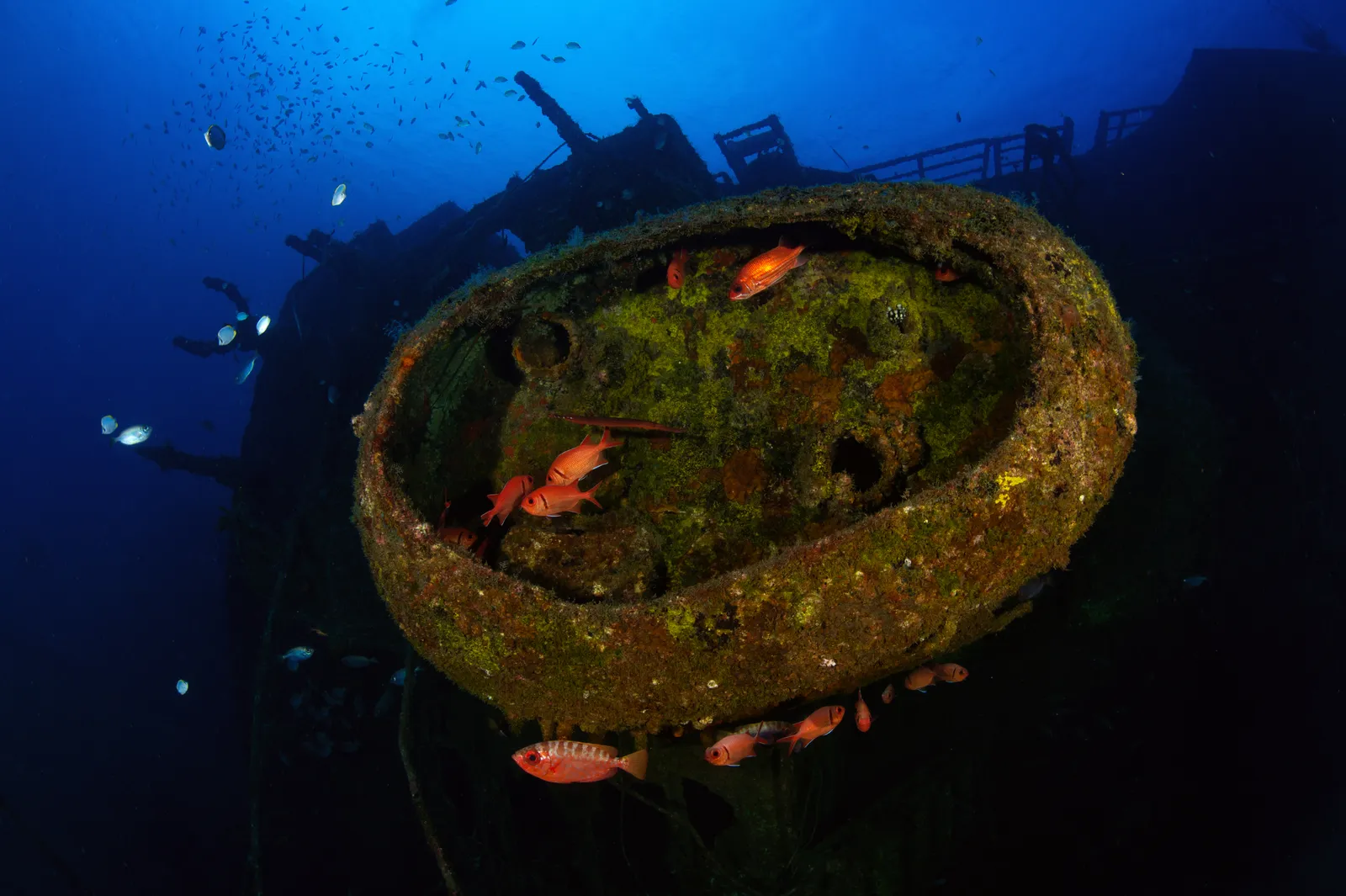 Рэк с кораллами и красными рыбами